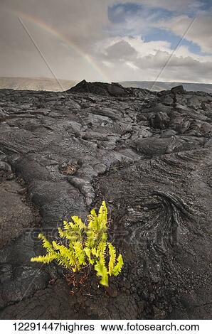 Stock Photograph - Fern growing from a cooled lava bed in Hawaii Volcanoes National Park; Island of Hawaii, Hawaii, United States of America. Fotosearch