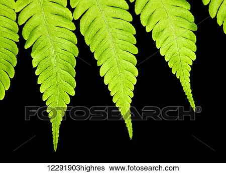 Fern isolated on black background View Large Photo Image Stock Photograph - Fern isolated on black background. Fotosearch