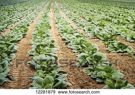Stock Photo - Field of cabbage plants growing; Denton, Maryland, United States of America. Fotosearch