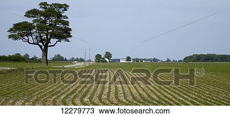 Field of early growth soybeans beside a country road with farm buildings and blue sky in the background; Xenia, Ohio, United States of America View Large Photo Image Stock Image - Field of early growth soybeans beside a country road with farm buildings and blue sky in the background; Xenia, Ohio, United States of America. Fotosearch