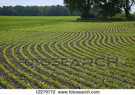 Stock Image - Field of early growth soybeans with an alfalfa field and trees in the background; Xenia, Ohio, United States of America. Fotosearch