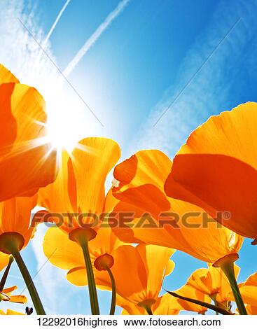 Stock Photograph - Field of Flowers with Blue Sky, Macro View. Fotosearch