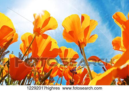 Stock Photograph - Field of Flowers with Blue Sky, Macro View. Fotosearch