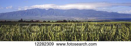 Stock Photo - Field of sugar cane with the Pacific Ocean, West Maui mountains and clouds in the background; Makawao, Maui, Hawaii, United States of America. Fotosearch