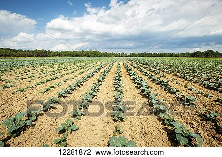 Stock Image - Field of young vegetable plants; Denton, Maryland, United States of America. Fotosearch