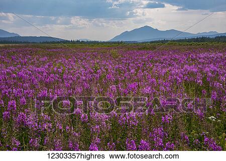 Stock Photograph - Fields of Fireweed on a summer day in Coldfoot, Alaska. Fotosearch