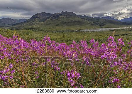 Stock Image - Fireweed (Chamerion angustifolium) lines the Dempster Highway as summer slowly gives way to autumn; Yukon, Canada. Fotosearch