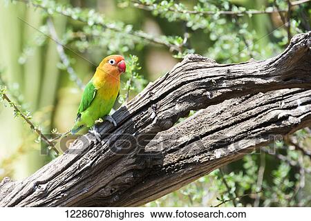 Stock Photograph - Fischer's Lovebird (Agapornis fischeri) perched on dead branch, Ngorongoro Crater Conservation Area; Tanzania. Fotosearch