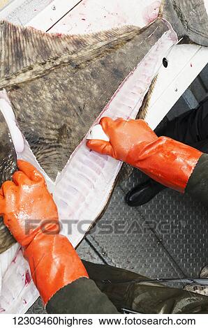 Fisherman filleting a halibut, Alaska View Large Photo Image Stock Photograph - Fisherman filleting a halibut, Alaska. Fotosearch