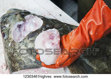 Fisherman harvests halibut cheeks which are considered a delicacy, Alaska View Large Photo Image Stock Photograph - Fisherman harvests halibut cheeks which are considered a delicacy, Alaska. Fotosearch
