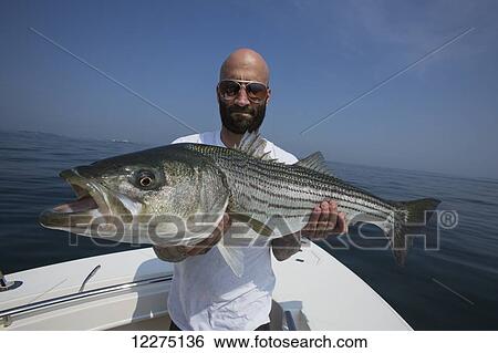 Fisherman holding a large striper fish, Boston harbour; Boston, Massachusetts, United States of America View Large Photo Image Stock Photograph - Fisherman holding a large striper fish, Boston harbour; Boston, Massachusetts, United States of America. Fotosearch