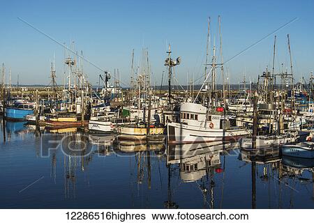 Stock Photograph - Fishing boats in a harbour; Westport, Washington, United States of America. Fotosearch