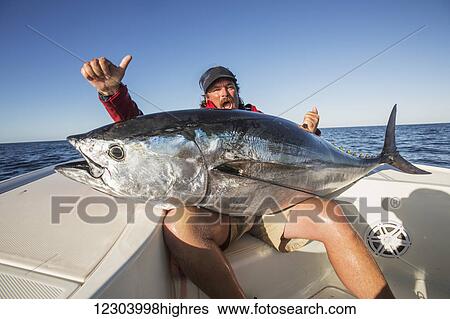 Fishing for false albacore tuna off the coast of Cape Cod; Massachusetts, United States of America View Large Photo Image Stock Photograph - Fishing for false albacore tuna off the coast of Cape Cod; Massachusetts, United States of America. Fotosearch