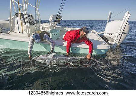 Fishing from a boat on the Atlantic ocean; Cape Cod, Massachusetts, United States of America View Large Photo Image Stock Photograph - Fishing from a boat on the Atlantic ocean; Cape Cod, Massachusetts, United States of America. Fotosearch