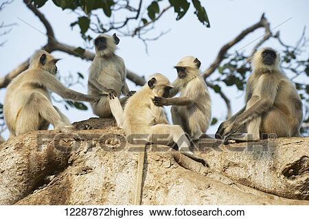 Five langurs sitting in a tree; Dharpatha Mal, Madhya Pradesh, India View Large Photo Image Stock Photograph - Five langurs sitting in a tree; Dharpatha Mal, Madhya Pradesh, India. Fotosearch