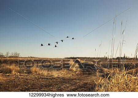 Stock Photograph - Flock of birds fly over a farm field; Thunder Bay, Ontario, Canada. Fotosearch