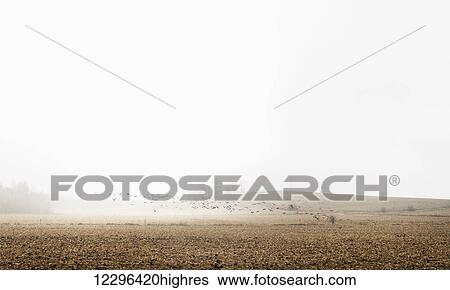 Flock of Canada Geese (Branta canadensis) in flight; Ontario, Canada View Large Photo Image Stock Photograph - Flock of Canada Geese (Branta canadensis) in flight; Ontario, Canada. Fotosearch
