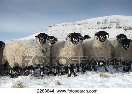 Flock of Dalesbred sheep on snowy moorland, near Penyghent; North Yorkshire, England View Large Photo Image Picture - Flock of Dalesbred sheep on snowy moorland, near Penyghent; North Yorkshire, England. Fotosearch