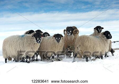 Flock of Dalesbred sheep on snowy moorland, near Penyghent; North Yorkshire, England View Large Photo Image Stock Image - Flock of Dalesbred sheep on snowy moorland, near Penyghent; North Yorkshire, England. Fotosearch