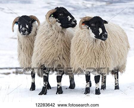 Flock of Dalesbred sheep on snowy moorland, near Penyghent; North Yorkshire, England View Large Photo Image Stock Image - Flock of Dalesbred sheep on snowy moorland, near Penyghent; North Yorkshire, England. Fotosearch