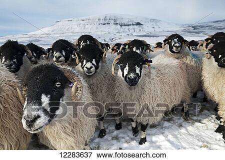 Stock Photo - Flock of Dalesbred sheep on snowy moorland, near Penyghent; North Yorkshire, England. Fotosearch