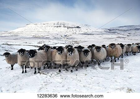 Flock of Dalesbred sheep on snowy moorland, near Penyghent; North Yorkshire, England View Large Photo Image Stock Photograph - Flock of Dalesbred sheep on snowy moorland, near Penyghent; North Yorkshire, England. Fotosearch