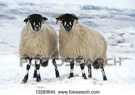 Flock of Dalesbred sheep on snowy moorland, near Penyghent; North Yorkshire, England View Large Photo Image Stock Photography - Flock of Dalesbred sheep on snowy moorland, near Penyghent; North Yorkshire, England. Fotosearch