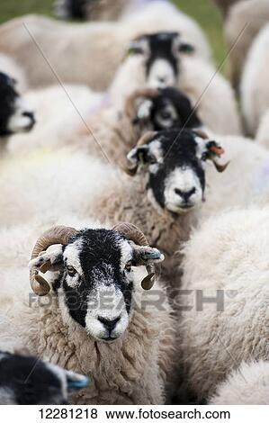 Stock Photo - Flock of Swaledale ewes which have been crossed with a Blue Faced Leicester ram to produce mule crossbred lambs; Cumbria, England. Fotosearch