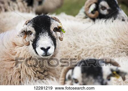 Stock Photo - Flock of Swaledale ewes which have been crossed with a Blue Faced Leicester ram to produce mule crossbred lambs; Cumbria, England. Fotosearch