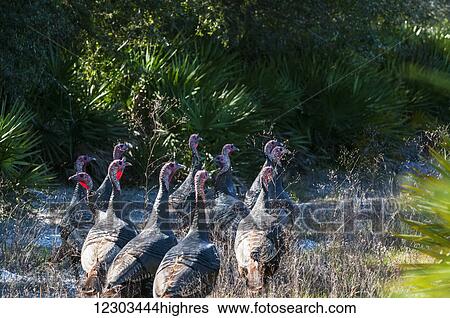 Florida Osceola turkey gobblers (Meleagris gallopavo osceola); Gaitor, Florida, United States of America View Large Photo Image Stock Photograph - Florida Osceola turkey gobblers (Meleagris gallopavo osceola); Gaitor, Florida, United States of America. Fotosearch