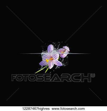 Flower dropping into water on a black background; Toronto, Ontario, Canada View Large Photo Image Stock Photograph - Flower dropping into water on a black background; Toronto, Ontario, Canada. Fotosearch
