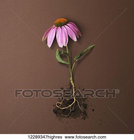 Flower with pink petals and orange centre with roots exposed and soil against a brown background; Toronto, Ontario, Canada View Large Photo Image Stock Photograph - Flower with pink petals and orange centre with roots exposed and soil against a brown background; Toronto, Ontario, Canada. Fotosearch
