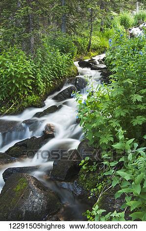 Flowering blue bells along a stream in Rocky Mountain National Park; Colorado, United States of America View Large Photo Image Stock Photograph - Flowering blue bells along a stream in Rocky Mountain National Park; Colorado, United States of America. Fotosearch