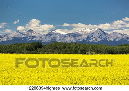 Stock Photograph - Flowering canola field framed by trees and mountain range in the background with blue sky and clouds; Alberta, Canada. Fotosearch