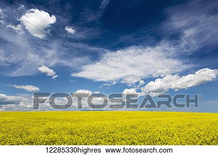 Stock Photograph - Flowering canola field with clouds and blue sky; Alberta, Canada. Fotosearch