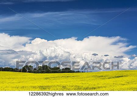 Stock Photograph - Flowering canola field with large thunder storm clouds and blue sky; Calgary, Alberta, Canada. Fotosearch