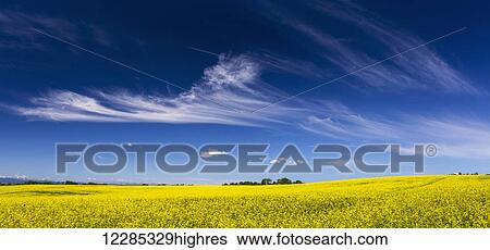 Stock Photograph - Flowering canola field with wispy clouds and blue sky; Alberta, Canada. Fotosearch