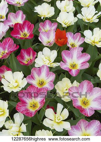 Stock Photograph - Flowers at Keukenhof Gardens; Amsterdam, Holland. Fotosearch