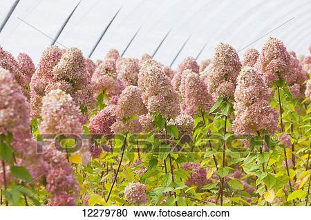 Flowers in a commercial greenhouse; Craner, Pennsylvania, United States of America View Large Photo Image Stock Image - Flowers in a commercial greenhouse; Craner, Pennsylvania, United States of America. Fotosearch