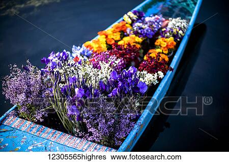 Flowers in the bow of a shikara, a Kashmiri canoe, being sold by a flower vender or hawker who paddles from boat to boat to sell to tourist and house boat owner; Srinagar, Kashmir, India View Large Photo Image Stock Photograph - Flowers in the bow of a shikara, a Kashmiri canoe, being sold by a flower vender or hawker who paddles from boat to boat to sell to tourist and house boat owner; Srinagar, Kashmir, India. Fotosearch