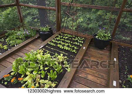 Stock Photograph - Flowers, vegetables and herbs growing in boxed gardens; Ontario, Canada. Fotosearch