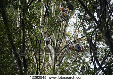 Stock Photography - Flying foxes (Pteropus); Smiths Lake, New South Wales, Australia. Fotosearch