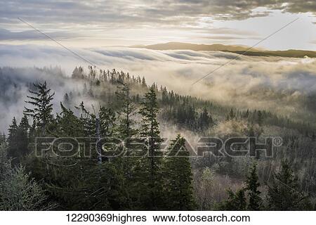 Stock Photograph - Fog and forest seen from Coxcomb Hill; Astoria, Oregon, United States of America. Fotosearch