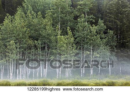 Stock Photograph - Fog covering a row of aspen trees in the early morning; Kananaskis Country, Alberta, Canada. Fotosearch