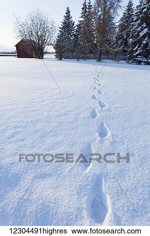 Stock Photograph - Footprints in the snow across a field leading to trees and a small red shed; Wetaskiwin, Alberta, Canada. Fotosearch