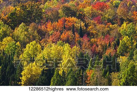 Stock Photograph - Forest in autumn colours; West Bolton, Quebec, Canada. Fotosearch