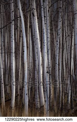 Forest of birch trees; Alberta, Canada View Large Photo Image Stock Photograph - Forest of birch trees; Alberta, Canada. Fotosearch