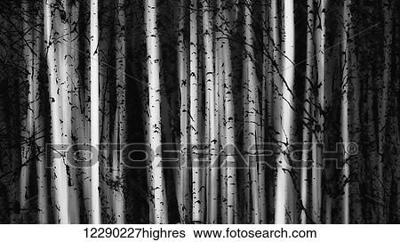 Forest of birch trees; Alberta, Canada View Large Photo Image Stock Photograph - Forest of birch trees; Alberta, Canada. Fotosearch
