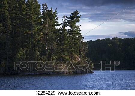 Forest of pine trees along the shoreline of a lake; Lake of the Woods, Ontario, Canada View Large Photo Image Stock Photo - Forest of pine trees along the shoreline of a lake; Lake of the Woods, Ontario, Canada. Fotosearch