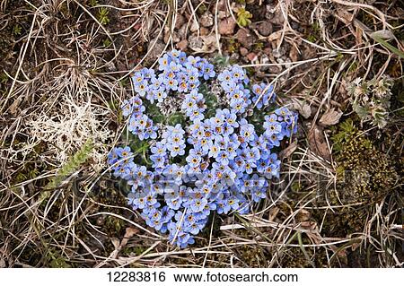 Stock Photograph - Forget-me-not wildflowers growing on St. Paul Island, Southwestern Alaska, USA, Summer . Fotosearch